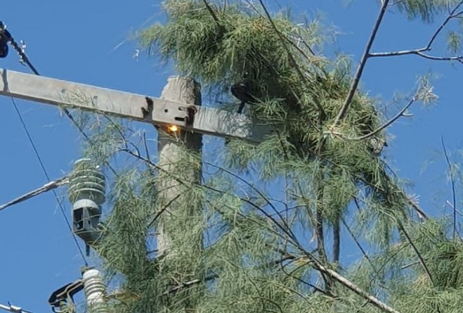 Árbol ramas cables CFE
