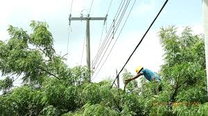 Trabajos poda CFE
